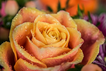 yellow rose flower thumbnail