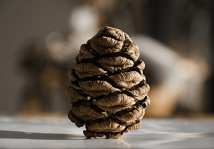 selective focus photography of brown pine cone thumbnail