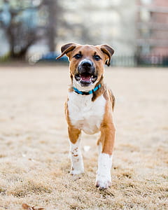 selective focus photography of short-coated brown and white dog thumbnail