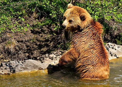grizzly bear on body of water during daytime thumbnail