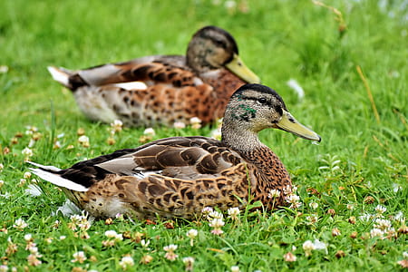 shallow focus photography of two mallard ducks resting on green grass thumbnail