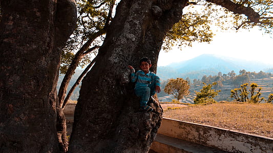 Boy Sitting On Tree thumbnail