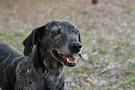 short-coated gray dog thumbnail