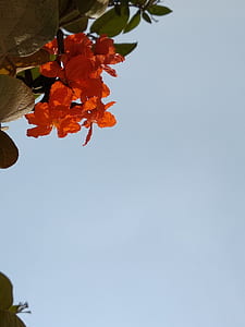 orange petaled flower on bloom under white sky thumbnail