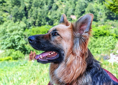 adult black and tan German shepherd sitting near trees thumbnail