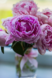 pink petaled flowers thumbnail