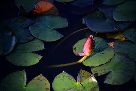 green lily pads on body of water thumbnail