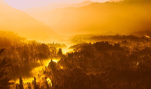 top view of forest during yellow sunset thumbnail