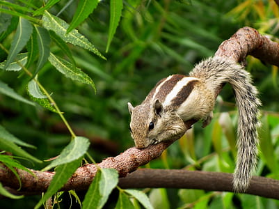photo of four-legged brown mammal on tree branch thumbnail