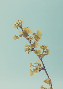 beige flowers thumbnail