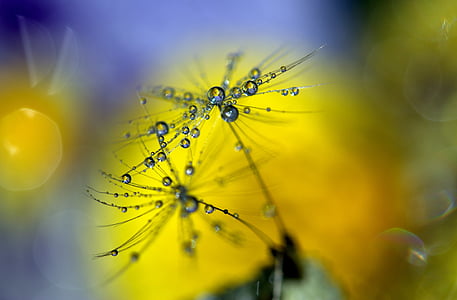 raindrops on flower thumbnail