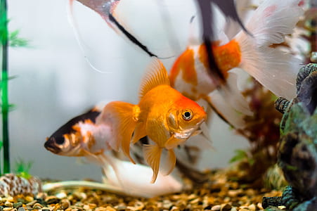 three goldfishes thumbnail