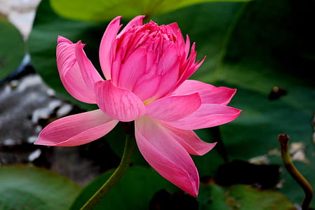 shallow focus photography of pink flowers thumbnail