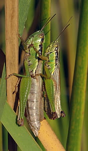 close-up of two green grasshoppers thumbnail