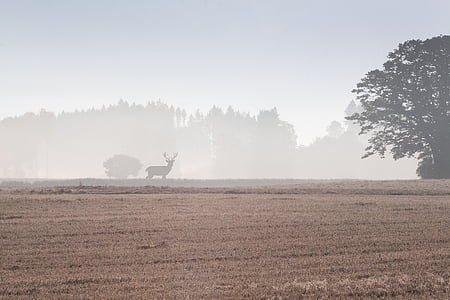 silhouette of deer on grass field surrounded by fogs during daytime thumbnail