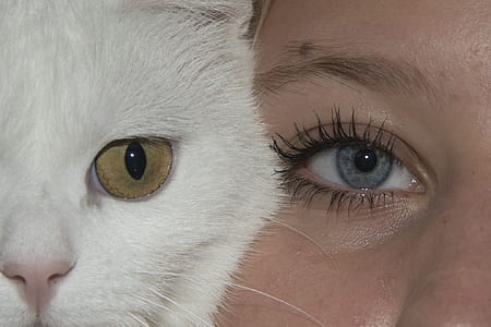 woman face beside white fur cat thumbnail