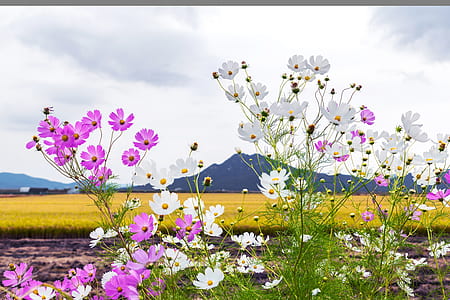 purple and white petaled flower on bloom during daytime thumbnail