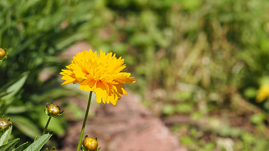 Yellow Flower, Blooming Flowers thumbnail