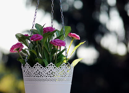 pink flowering plant in pot thumbnail