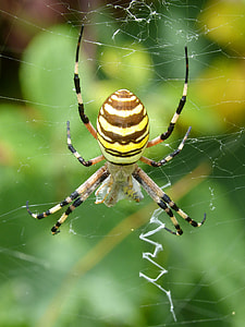 Spider Tiger, Wasp Spider thumbnail