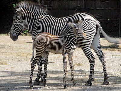closeup photo of two zebras thumbnail