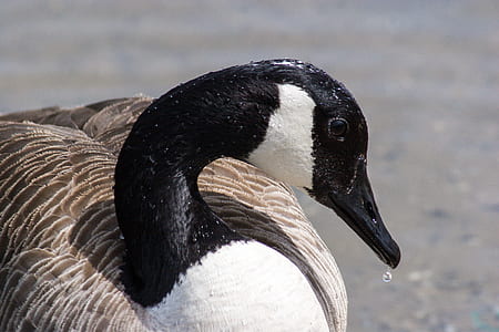 close-up photo of black and beige duck thumbnail