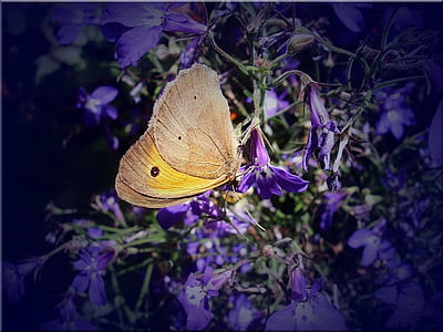 selective focus photography of cabbage white butterfly perched on purple petaled flower in bloom thumbnail