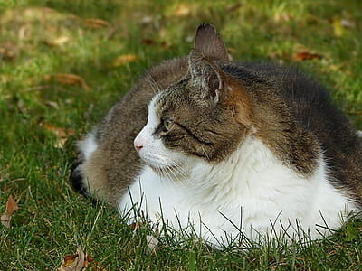closeup photo of short-furred grey and white cat thumbnail