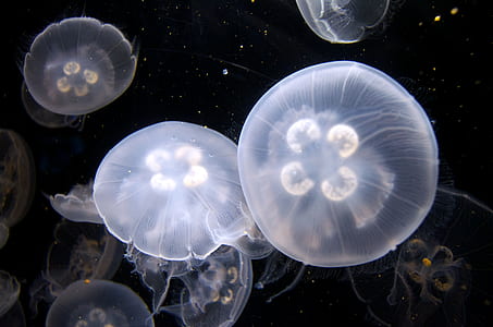 jelly fish thumbnail
