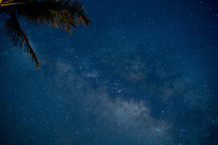 green coconut tree under blue sky with stars thumbnail