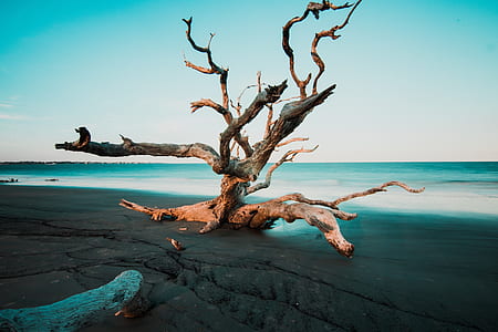 brown drifted wood on seashore thumbnail