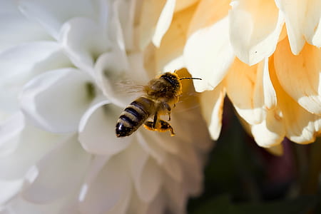 close-up photography of honeybee perching on white petaled flower thumbnail