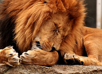 lion lying on rock thumbnail