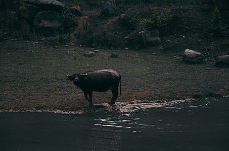 black water buffalo near body of water during nighttime thumbnail