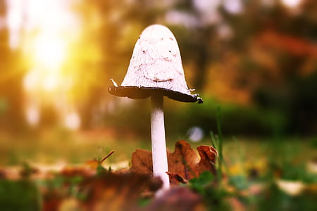 selective focus photography of white mushroom under golden hour thumbnail