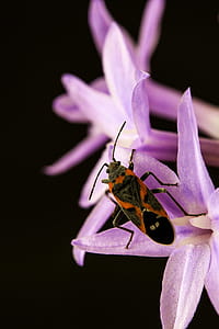 Milkweed Bug Perching on Pink Flower in Close-up Photography thumbnail