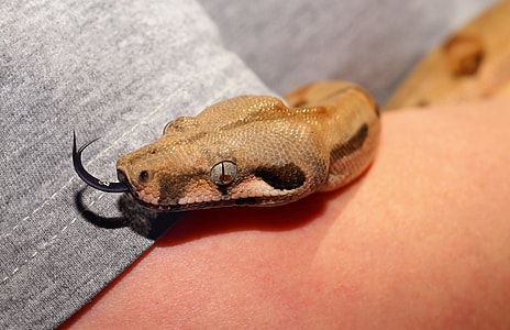 brown snake on grey textile thumbnail