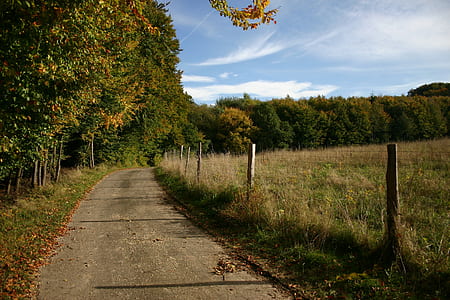 green leafed tree at side of road thumbnail