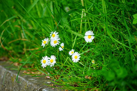 white sun flowers thumbnail