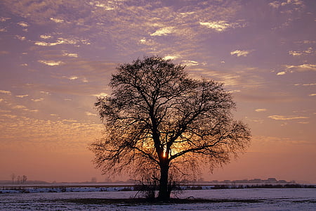 black withered tree thumbnail