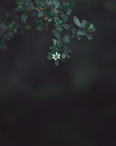 white and yellow flower thumbnail