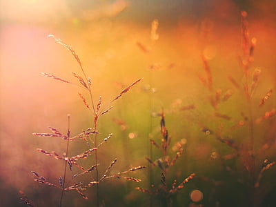 shallow focus photography of wheat grains thumbnail