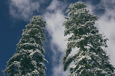 two green pine trees under blue sky thumbnail