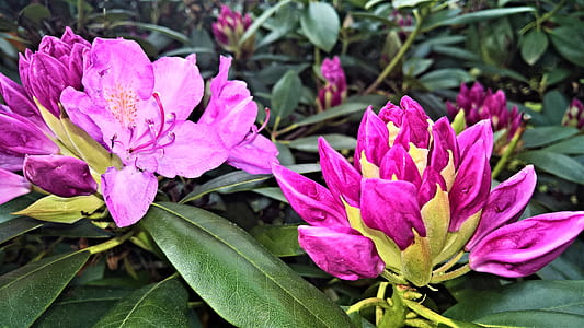 close-up photo of purple rhododendron flowers thumbnail