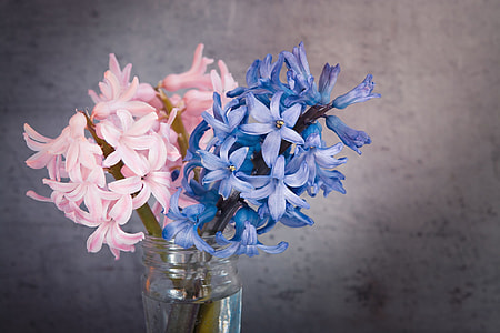pink and blue petaled flowers thumbnail