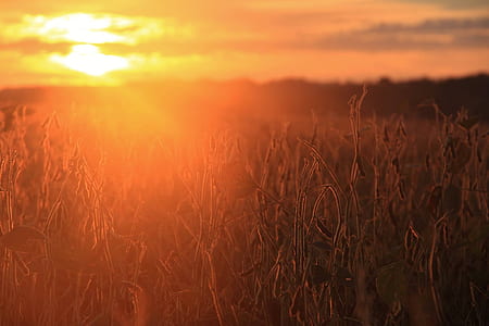 brown grass during golden hour thumbnail