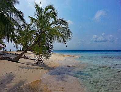coconut tree on white sand beach thumbnail