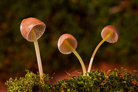 focus photography of three brown mushrooms thumbnail