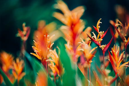 selective focus photography of orange petaled flower thumbnail