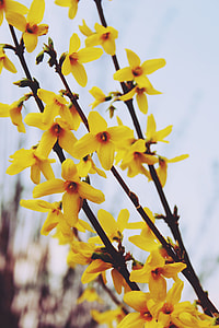 yellow petaled flowers thumbnail